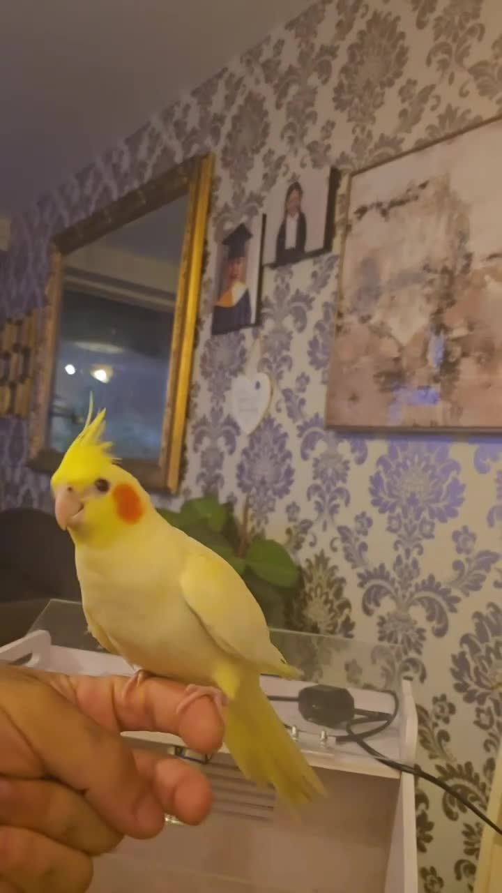 Cockatiels birds for sale: Cockatiel hand reared  - Video 1