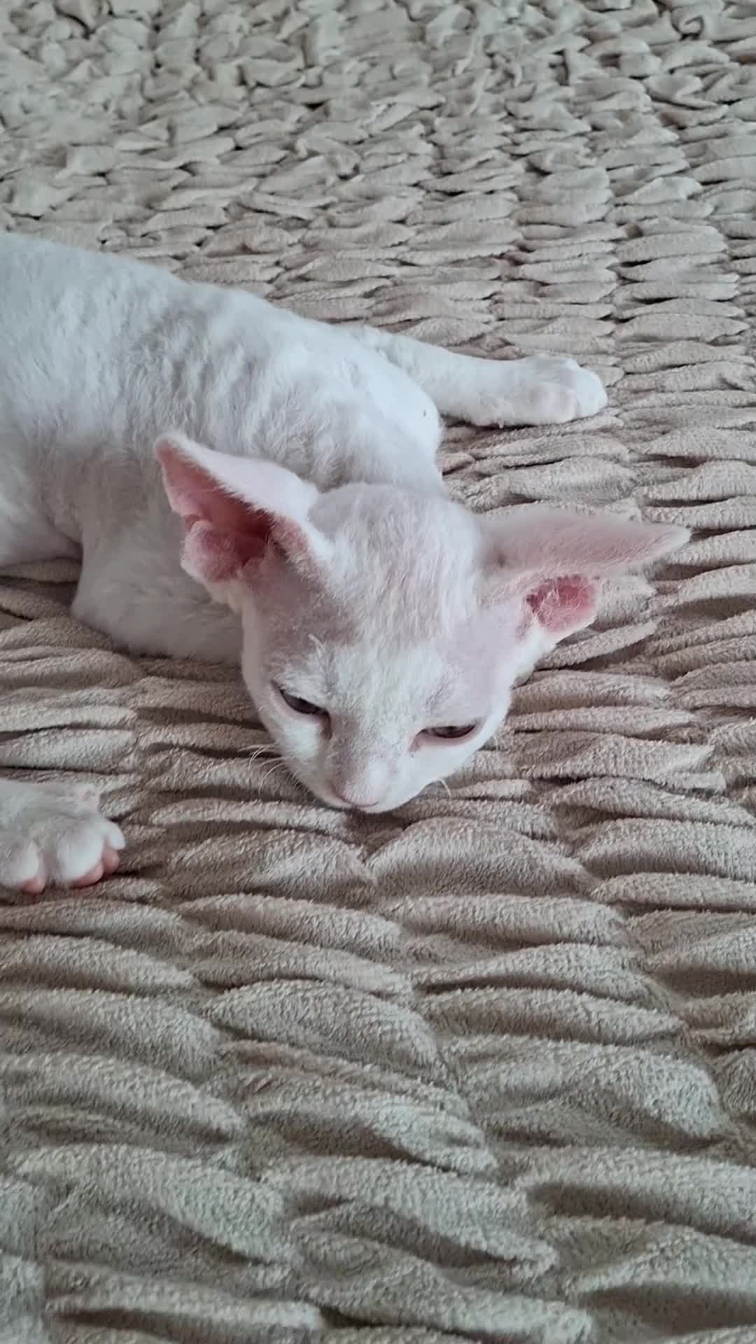 Devon Rex cats for sale:  FIFE registered Devon Rex – Spayed! Ready Now - Video 3