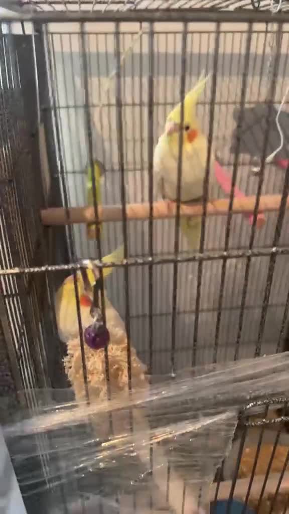 Cockatiels birds for sale: Cockatiels  - Video 2