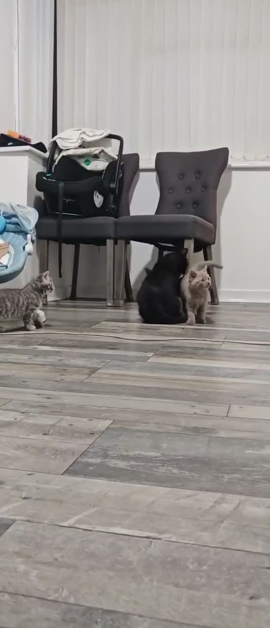 Mixed Breed cats for sale: Adorable Kittens –Ready for Their Forever Homes 🐾 - Video 3