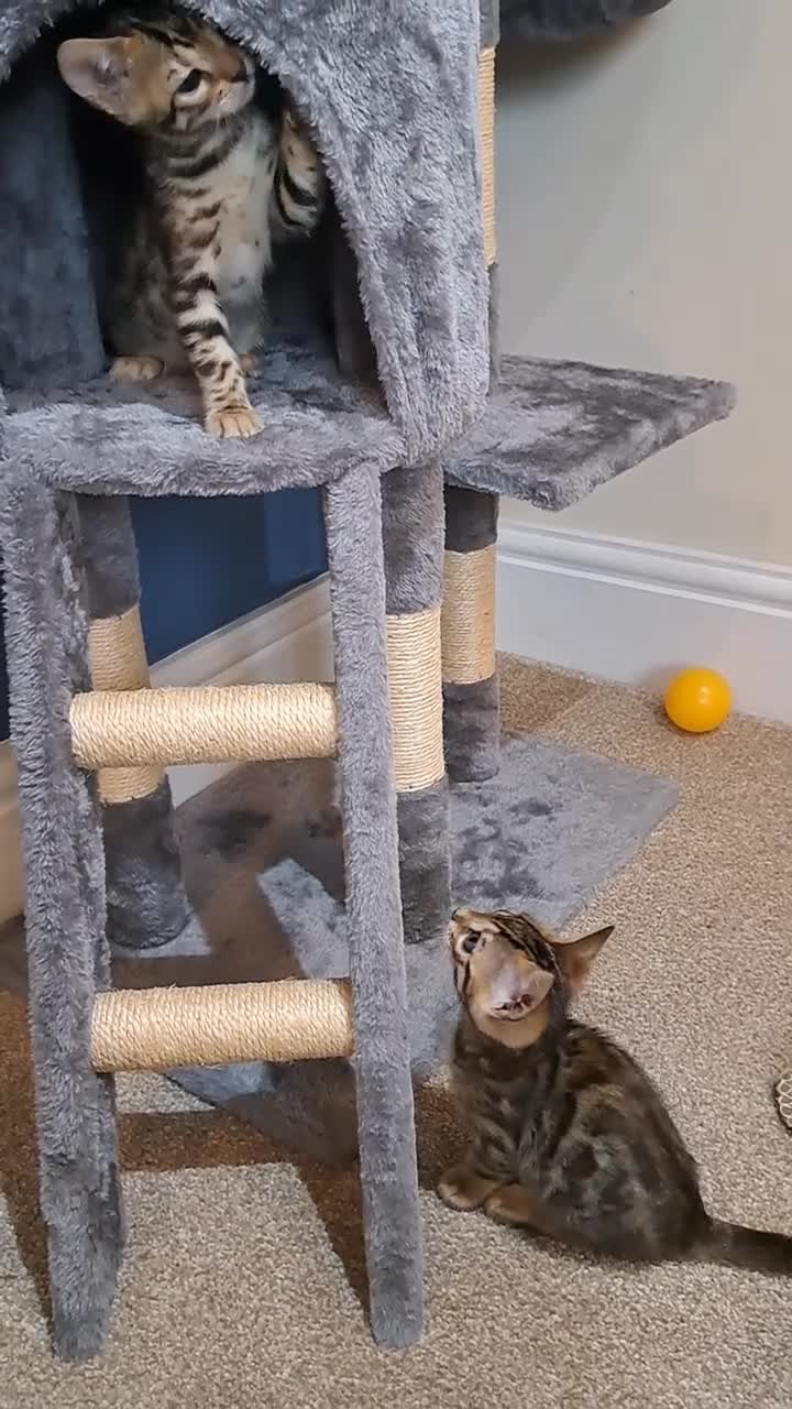 Bengal cats for sale: Stunning TICA Bengals - Video 1