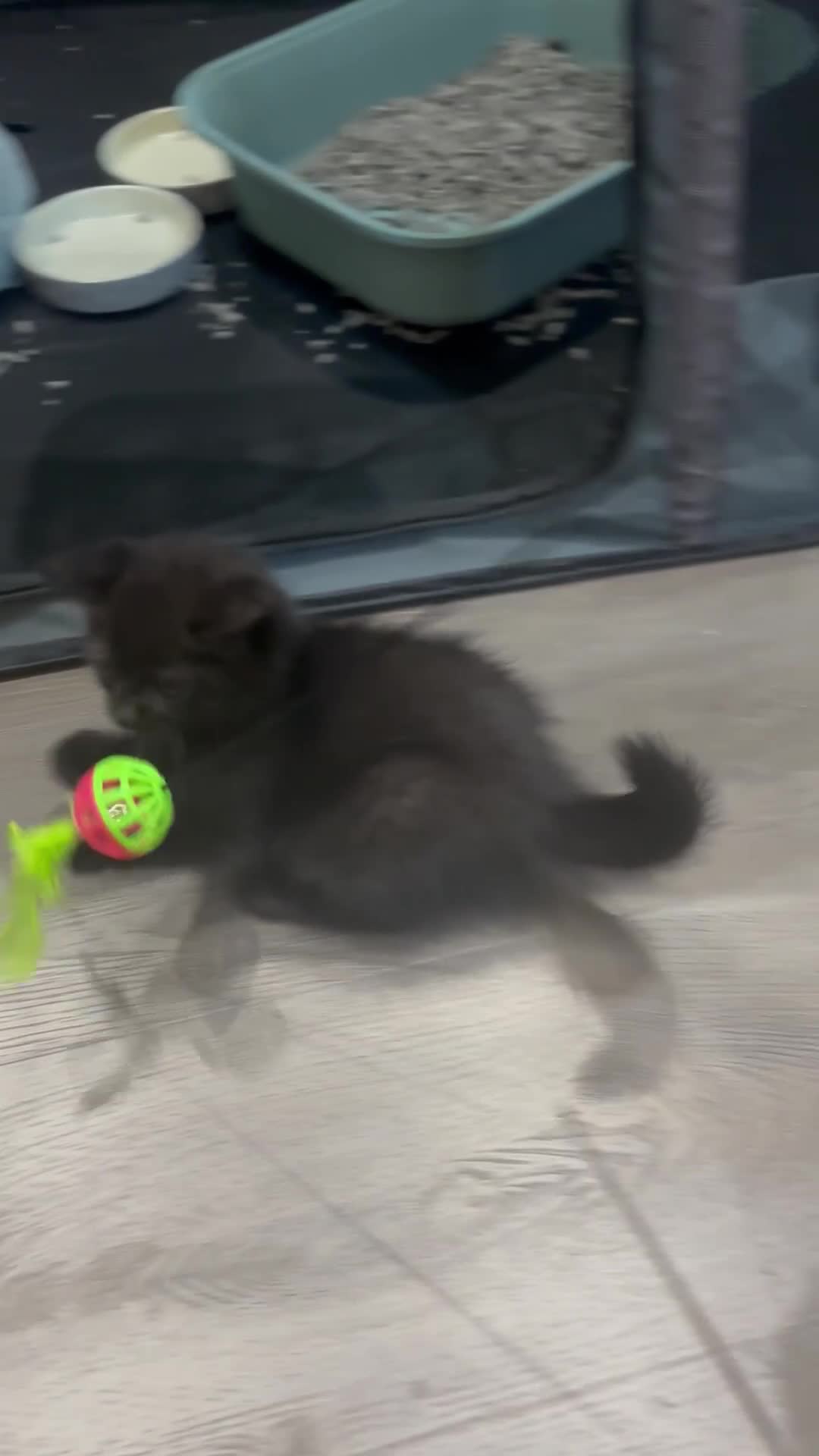 British Shorthair cats for sale: Only 2 rare Black British Shorthair kittens left  - Video 1