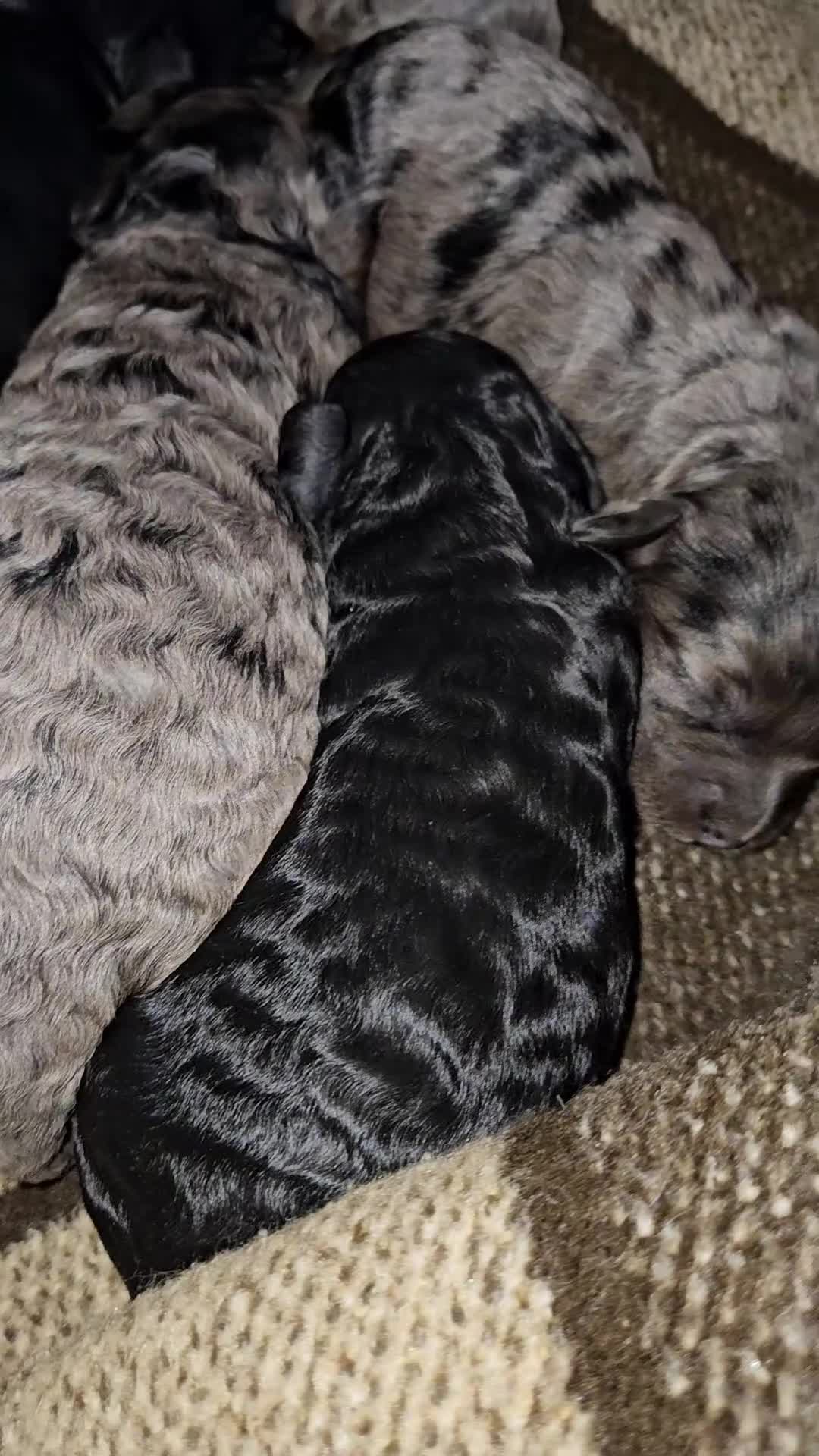 Cavapoo dogs for sale: e and black cavapoos  - Video 2