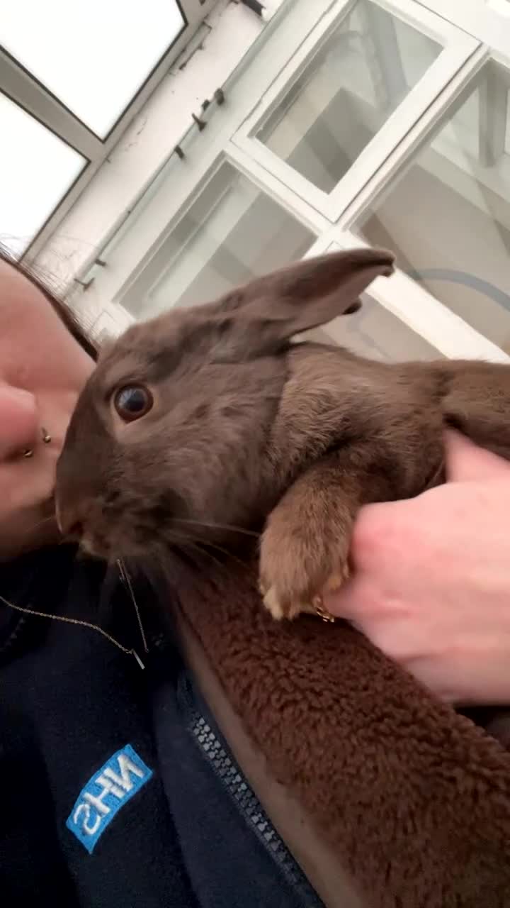 Mixed Breed rabbits for sale: Matteo male rabbit  - Video 1