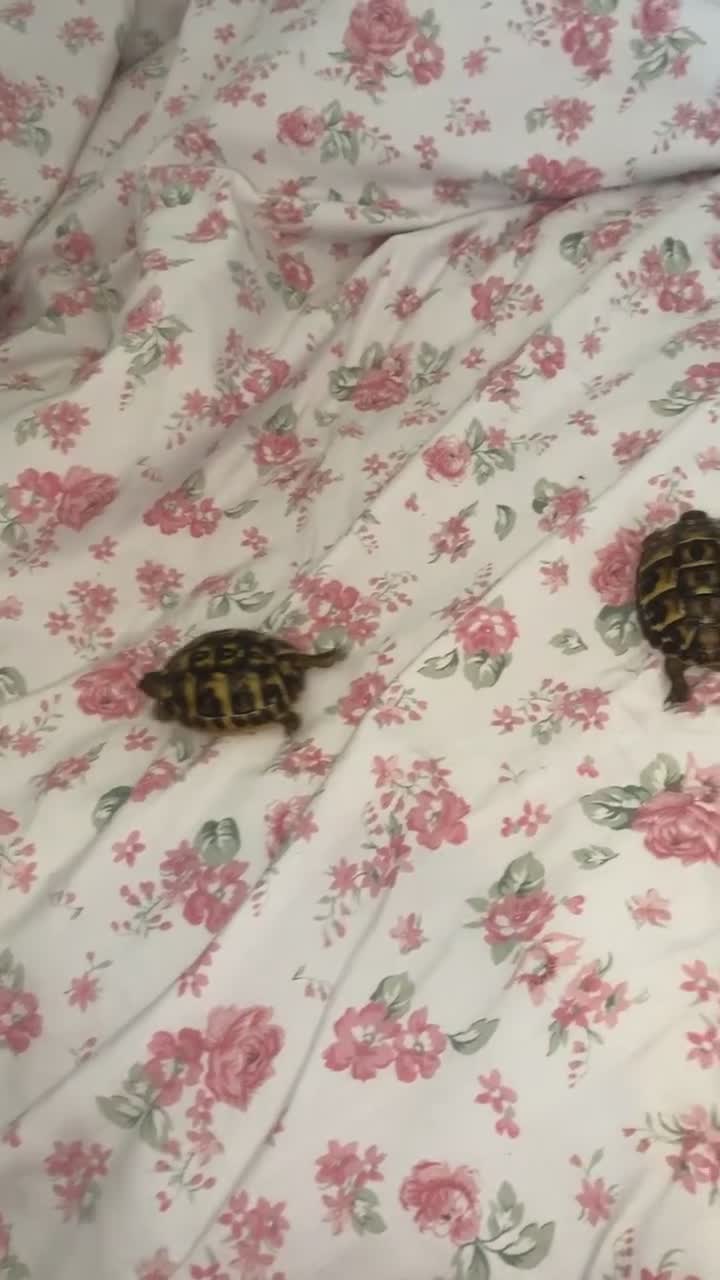Tortoise reptiles for sale: 11month old baby Herman's tortoises - Video 3