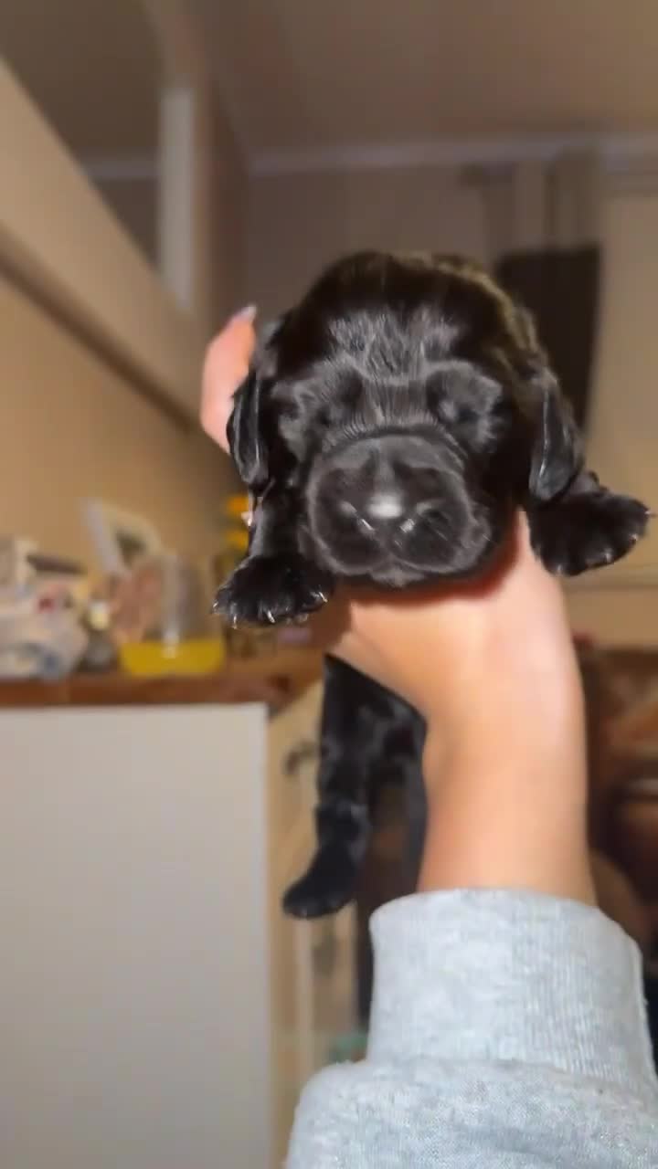 Cocker Spaniel dogs for sale: Black boy cocker spaniel - Video 3