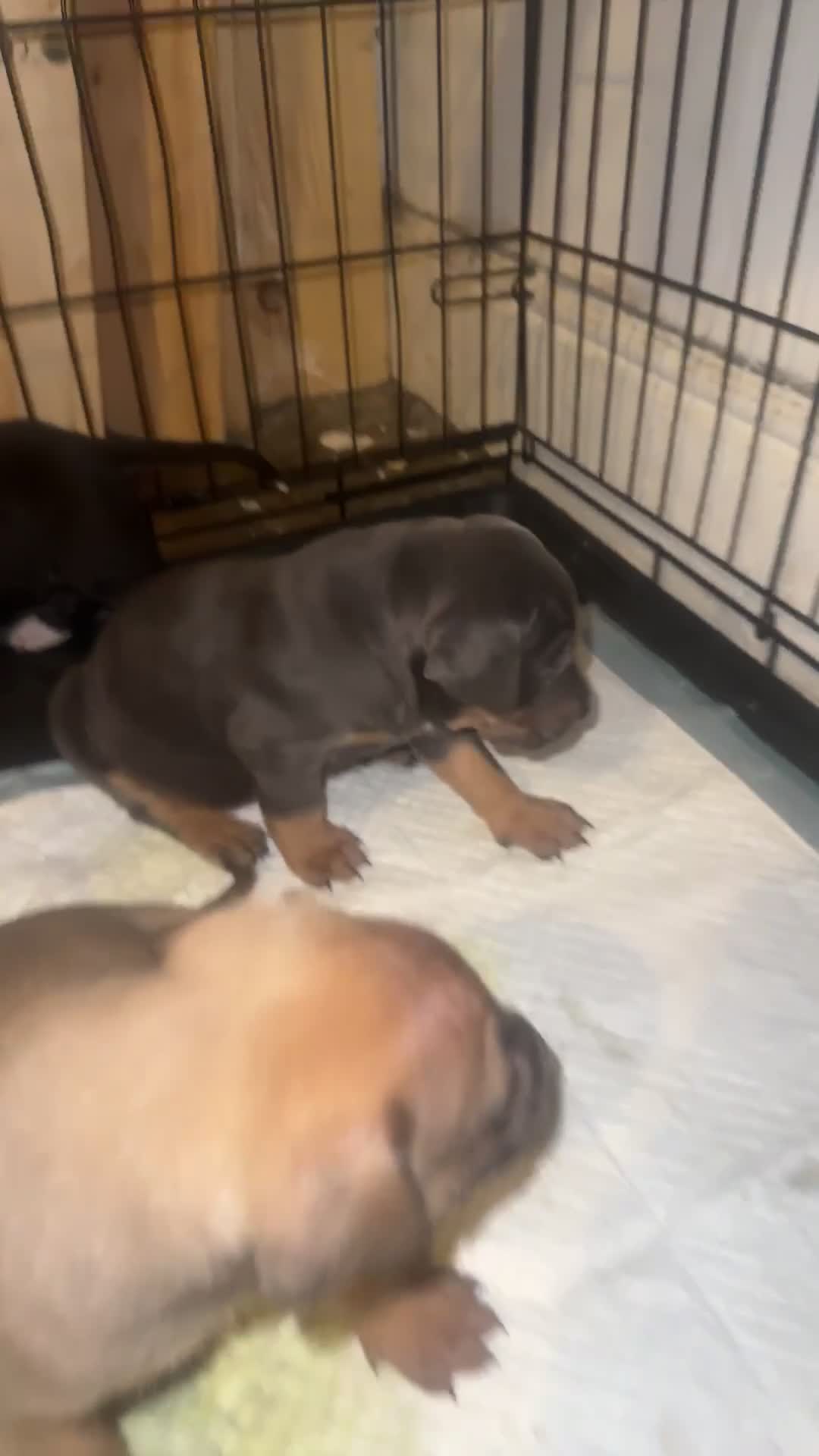 Mixed Breed dogs for sale: American bull cross puppies  in Darwen - Video 1