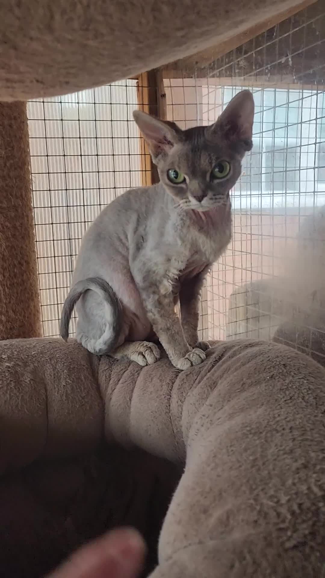 Devon Rex cats for sale: Black silver Devon Rex girl available - Video 1