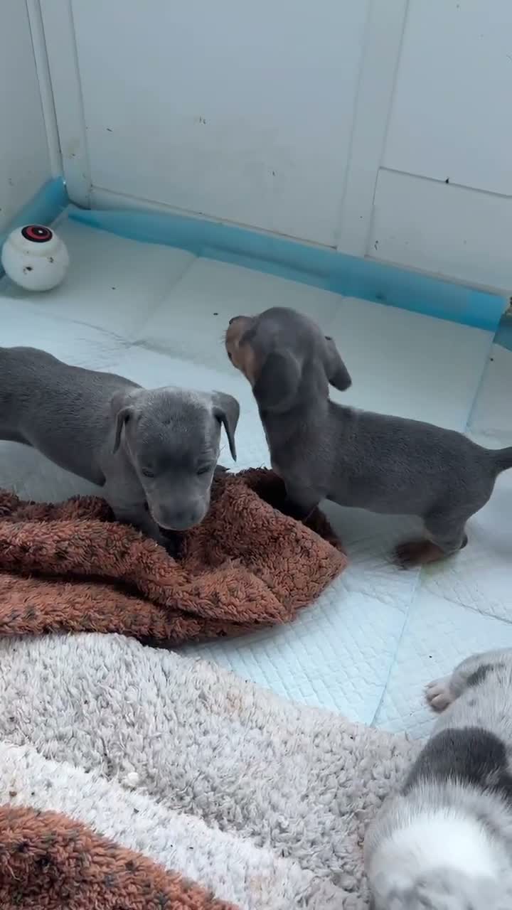 Miniature Dachshund dogs for sale: Miniature dachshund puppies 🐶  - Video 2