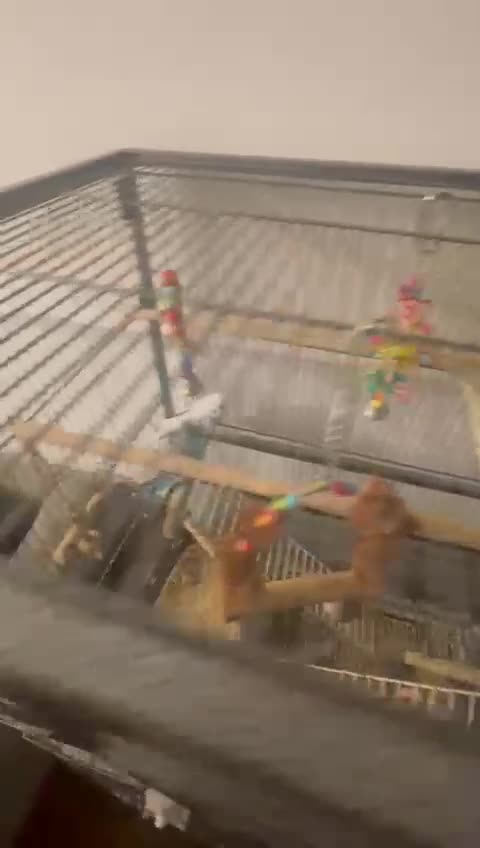 Budgerigars birds for sale: 4 Budgies, large cage and all accessories included - Video 1