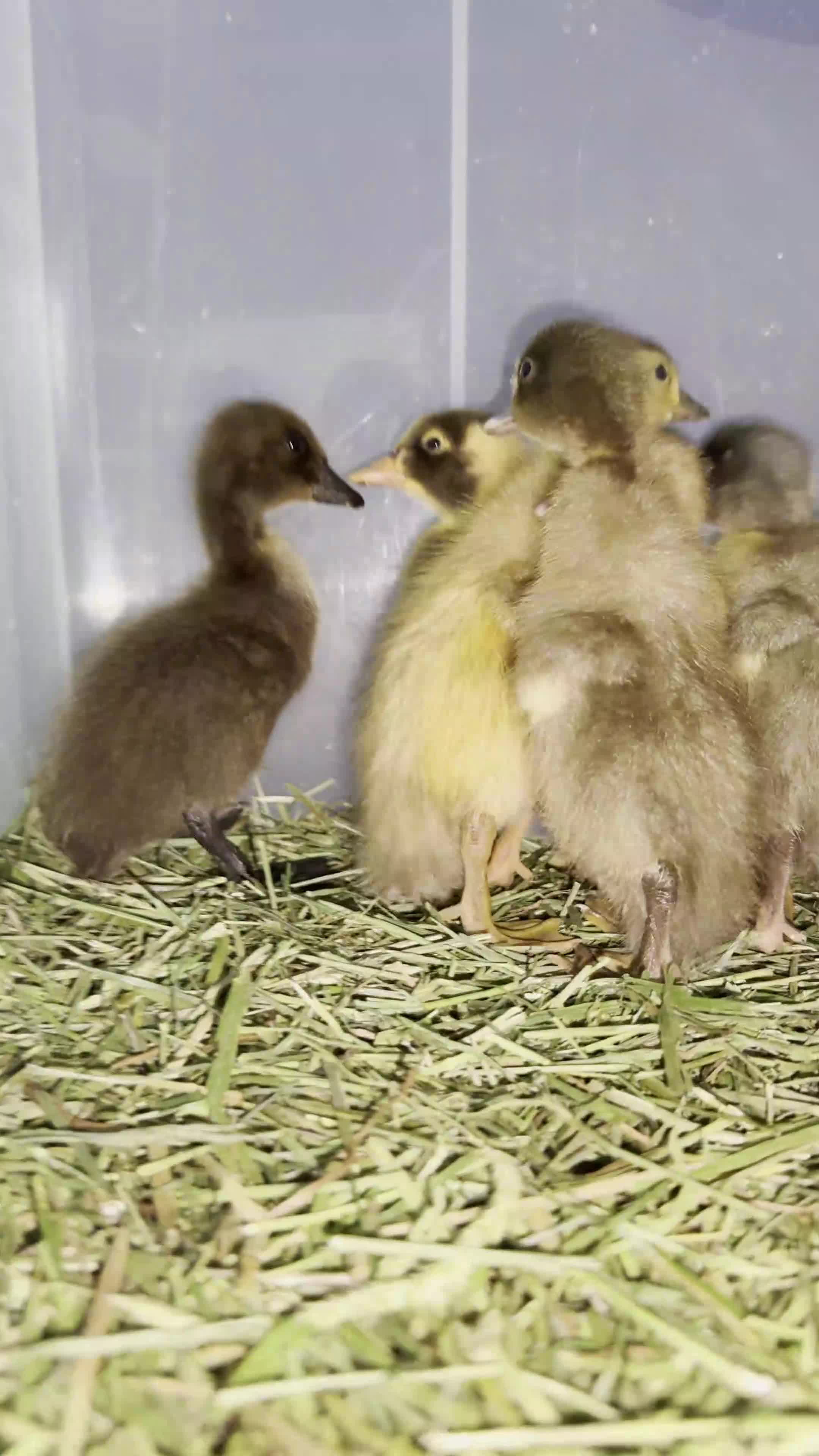 Ducks poultry for sale: Runner Duck Hatching Eggs x6 or x12 Available Now - Video 2