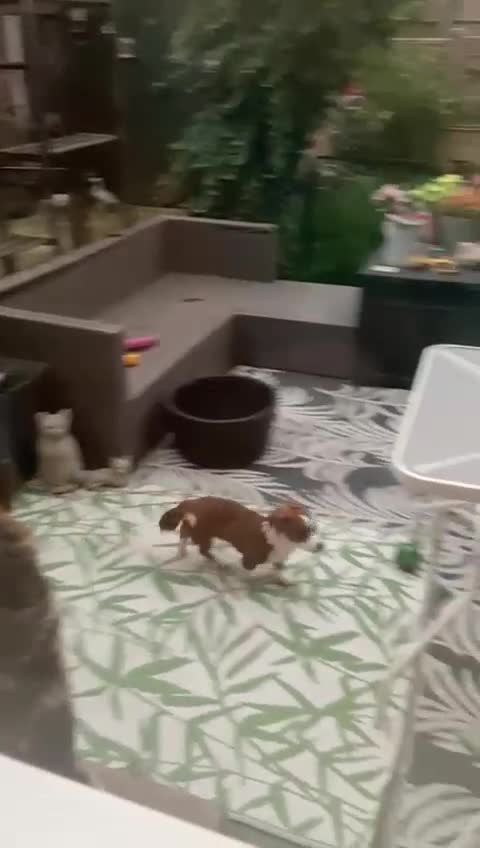 Mixed Breed dogs for adoption: Ornella  - Video 3
