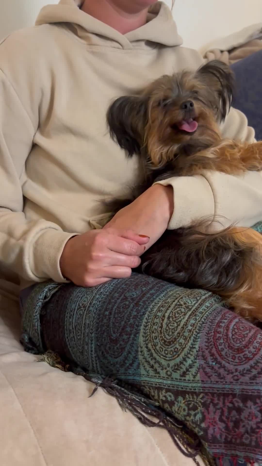 Yorkshire Terrier dogs for sale: ♥️ 2 Yorkshire Terrier girls ♥️  - Video 1