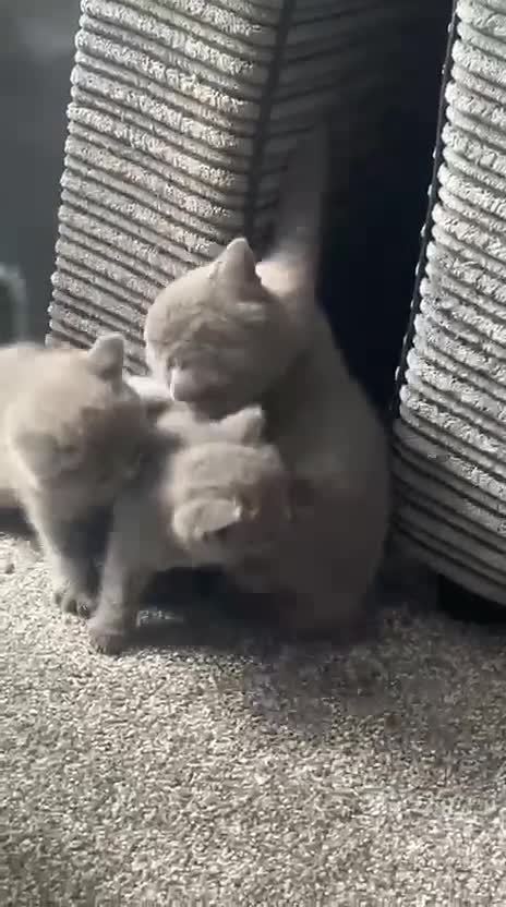 British Shorthair cats for sale: British shorthairs x7 | around oxford  - Video 3