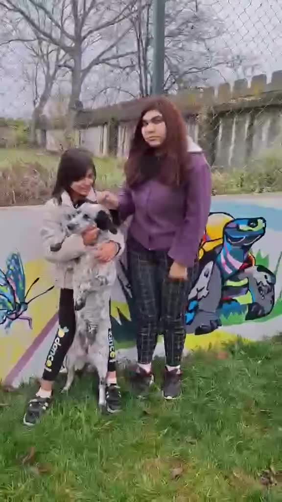 Mixed Breed dogs for adoption: Spot, 2 yrs approx. Available for adoption. - Video 4