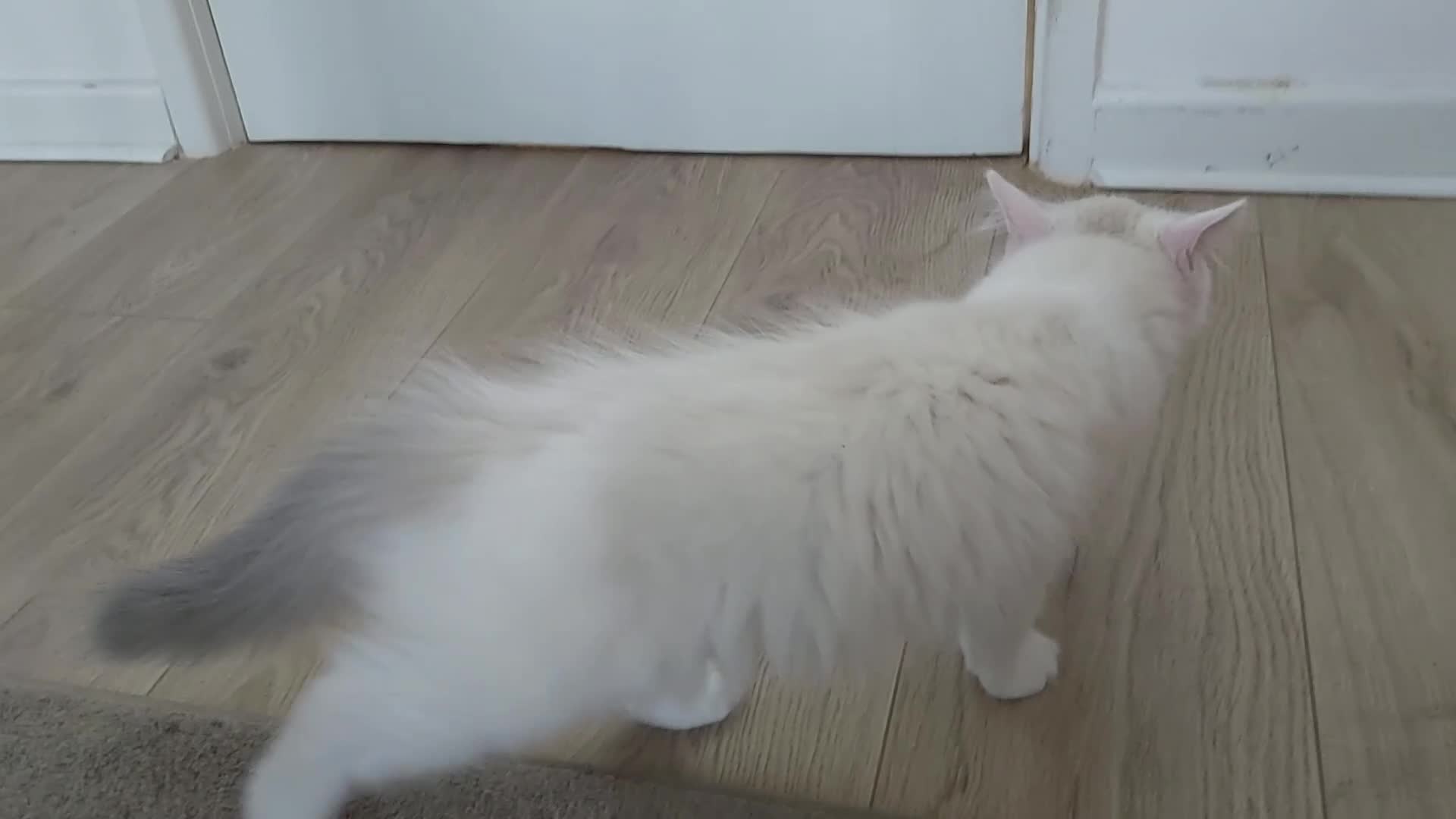 Ragdoll cats for sale: RAGDOLL BICOLOUR BOY BLUE EYES READY NOW! - Video 1