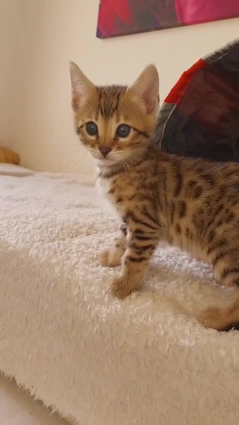 Bengal cats for sale: Bengal kittens- both parents TICA registered - Video 3