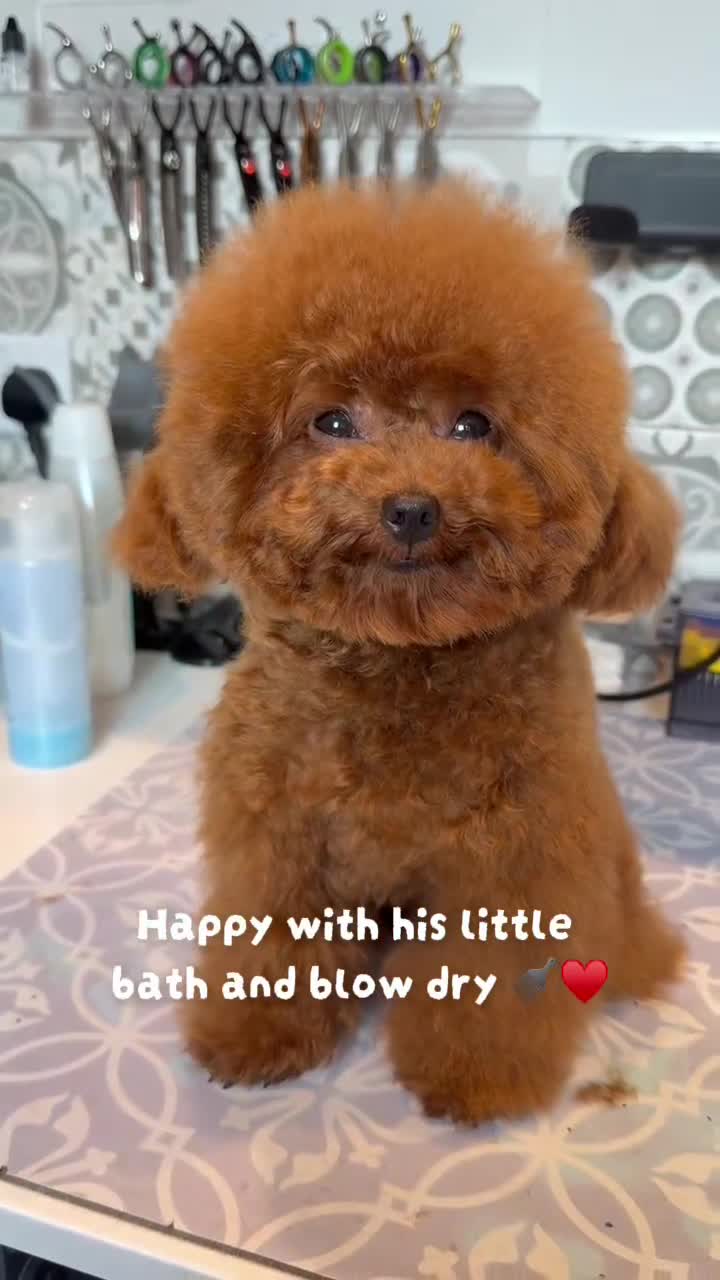 Toy Poodle dogs for stud:  🍒 Tiny Red Asian Poodle for Stud 🍒 - Video 1