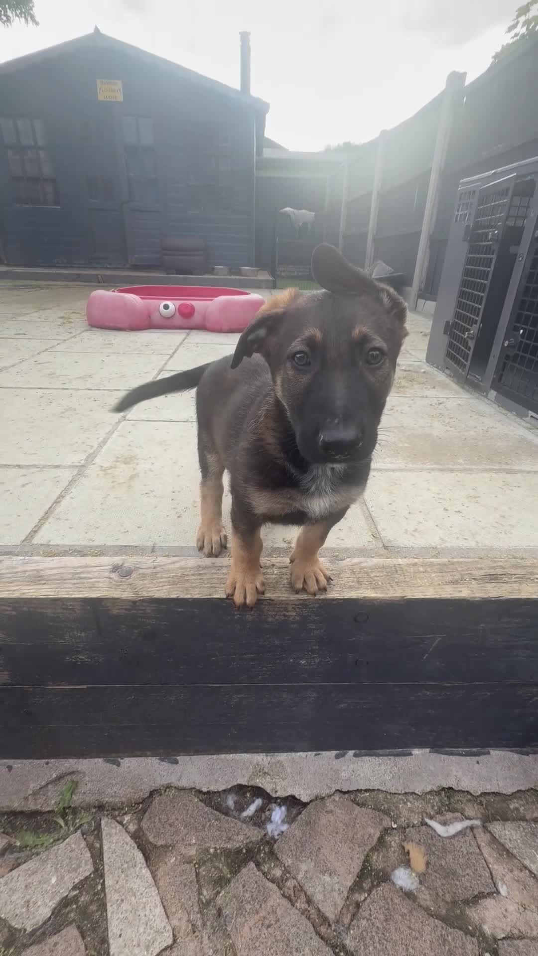 Mixed Breed dogs for sale: German shepherd x black Belgian Malinois - Video 1