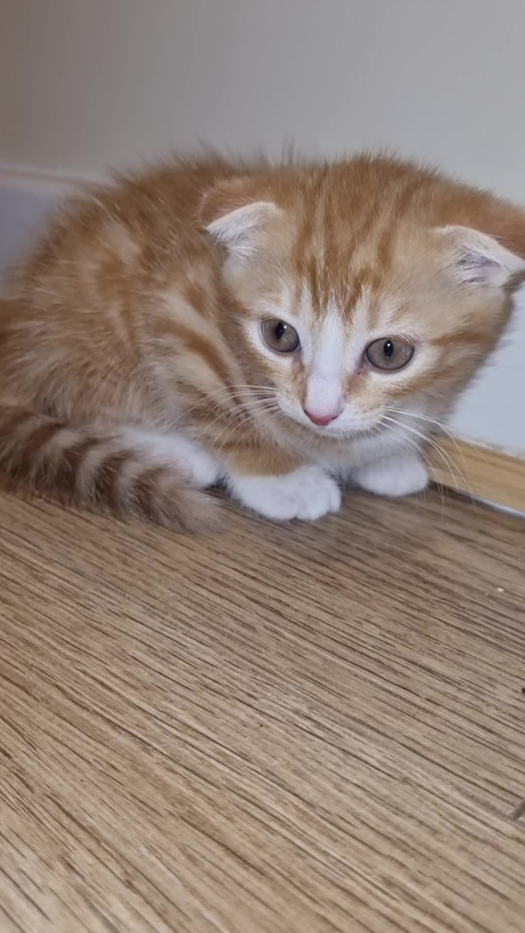 Scottish Fold cats for sale: Female scottish fold for sale  - Video 4