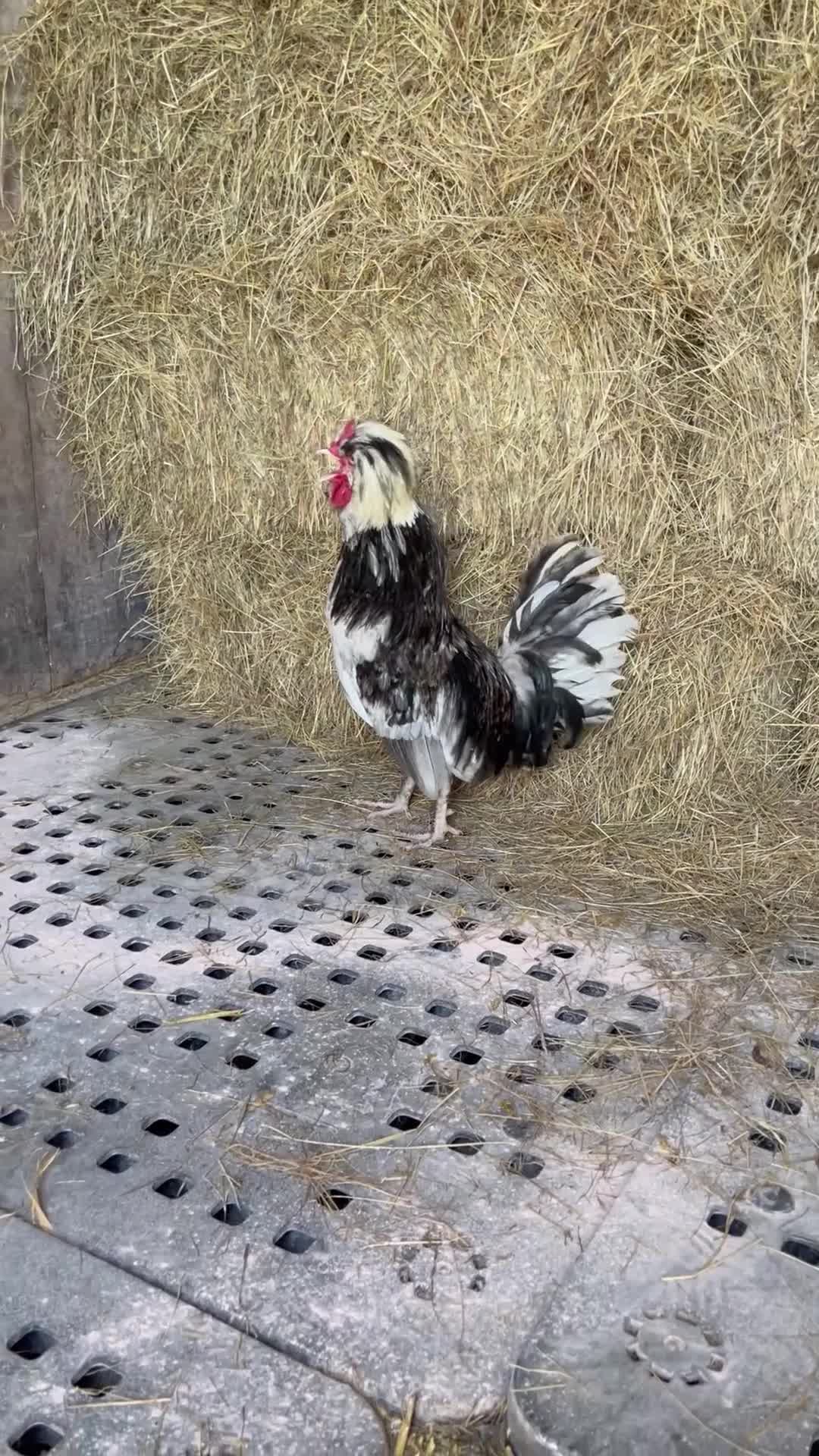 Chickens poultry for sale: Polish cockerel in Alton - Video 1