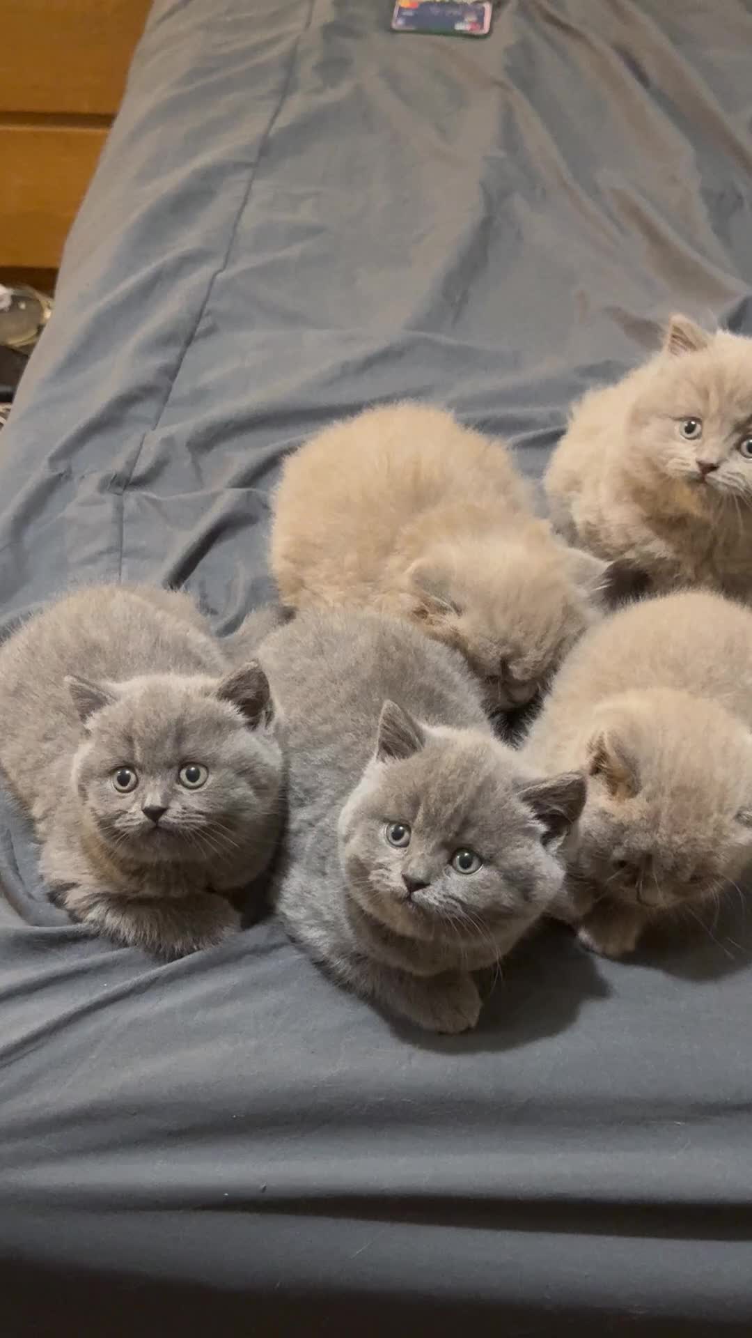British Shorthair cats for sale: British shorthair blue and lilac  - Video 3