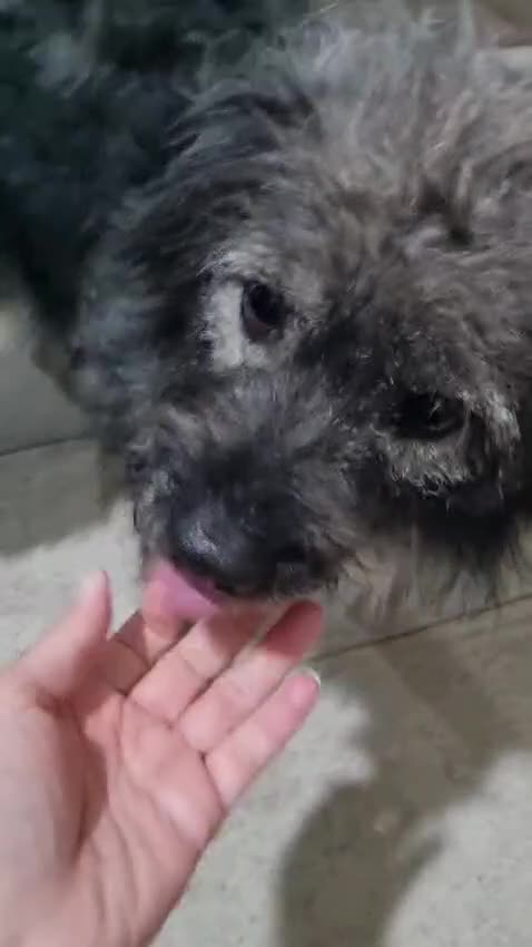 Mixed Breed dogs for sale: STORMY – s Superb young boy for a Loving Home - Video 1