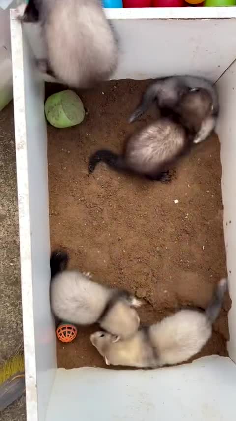 Ferret rodents for sale: Ferret kits - Video 1