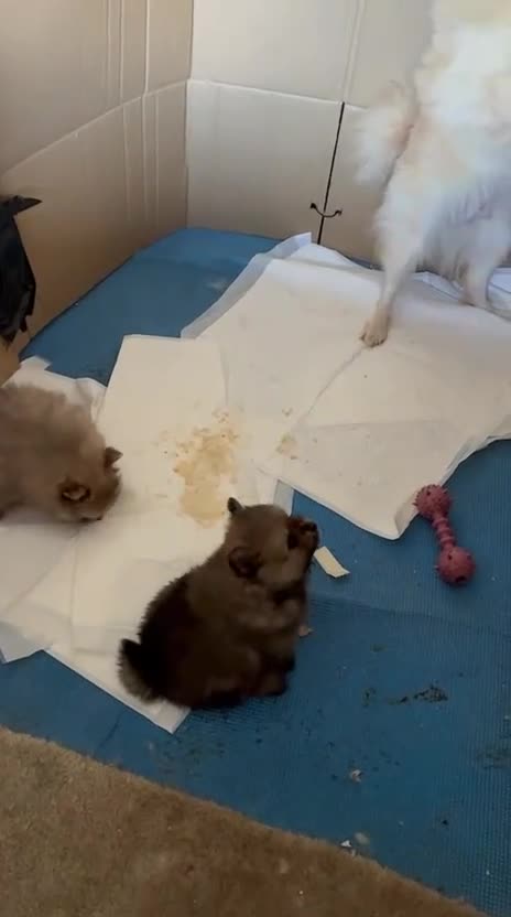 Pomeranian dogs for sale: Stunning Pomeranian Pups - Video 1
