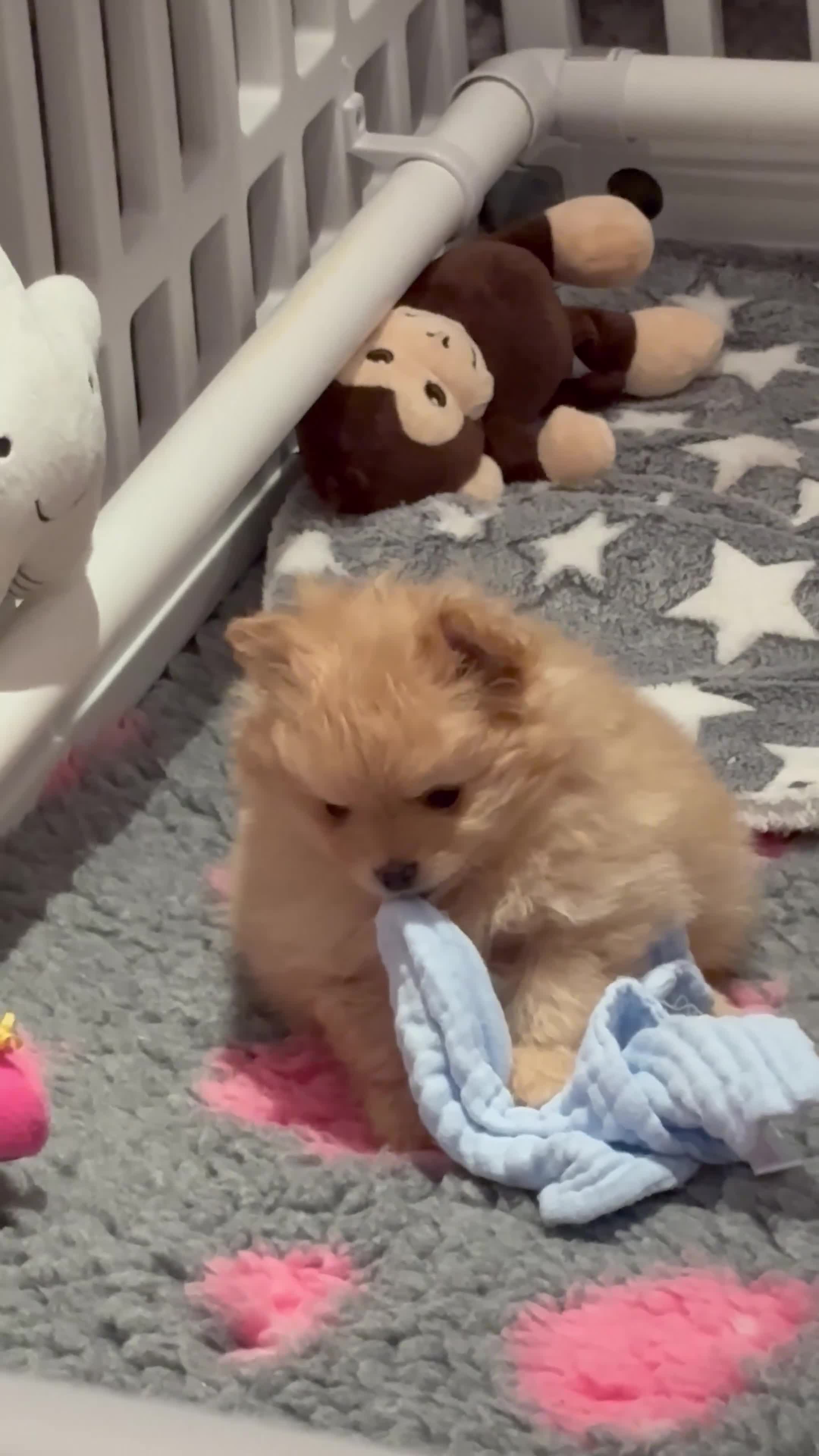 Pomeranian dogs for sale: Pomeranian girl puppies - Video 1