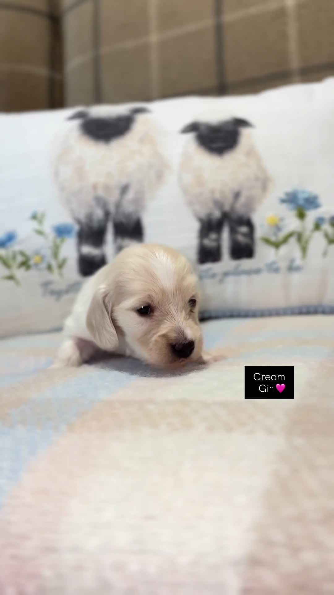 Miniature Dachshund dogs for sale: CREAM MINIATURE LONG HAIRED DACHSHUNDS🤍 - Video 1