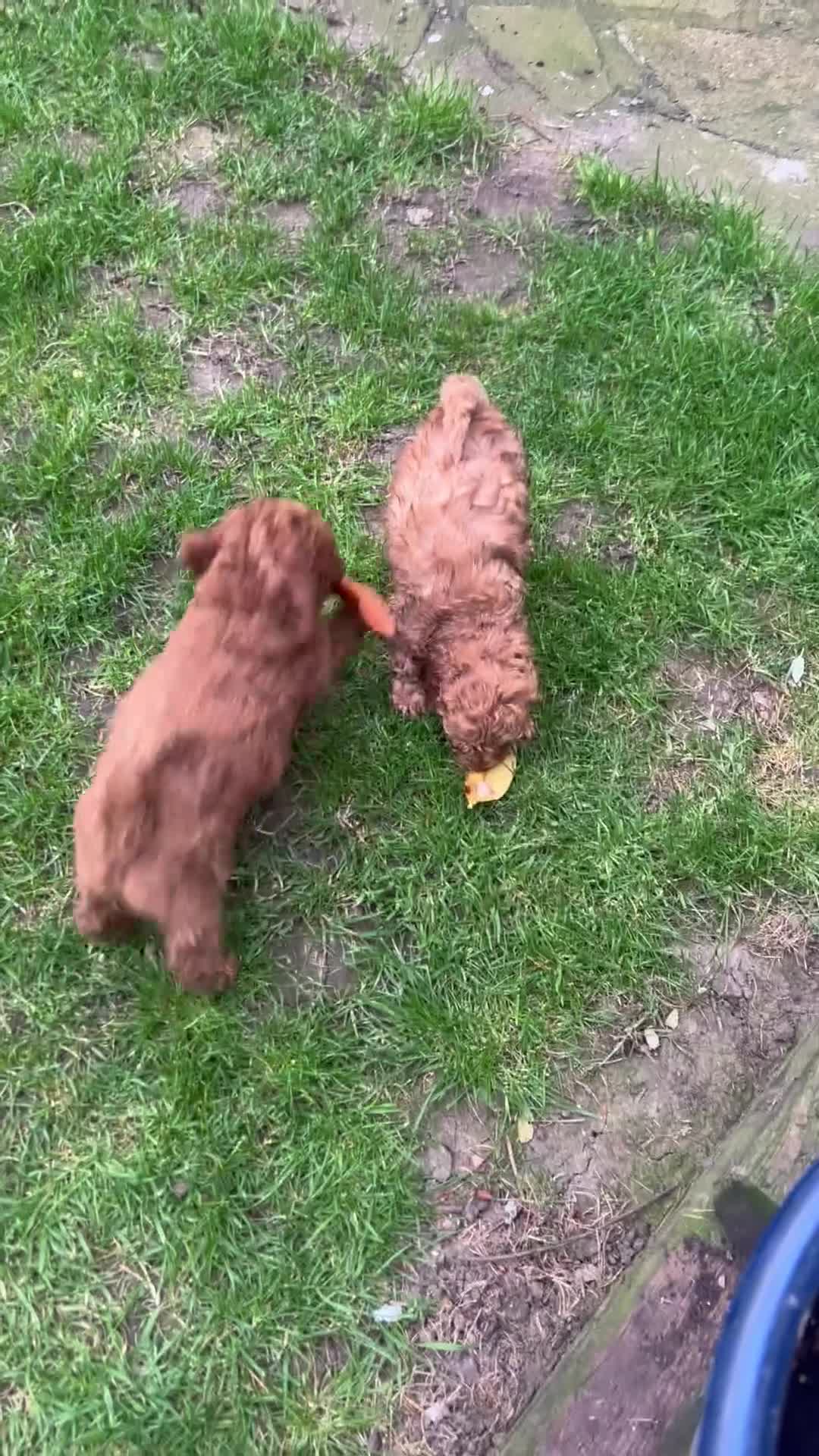 Cockapoo dogs for sale: 2 lovely Boys, F1b Cockapoos, DNA tested parents  - Video 1