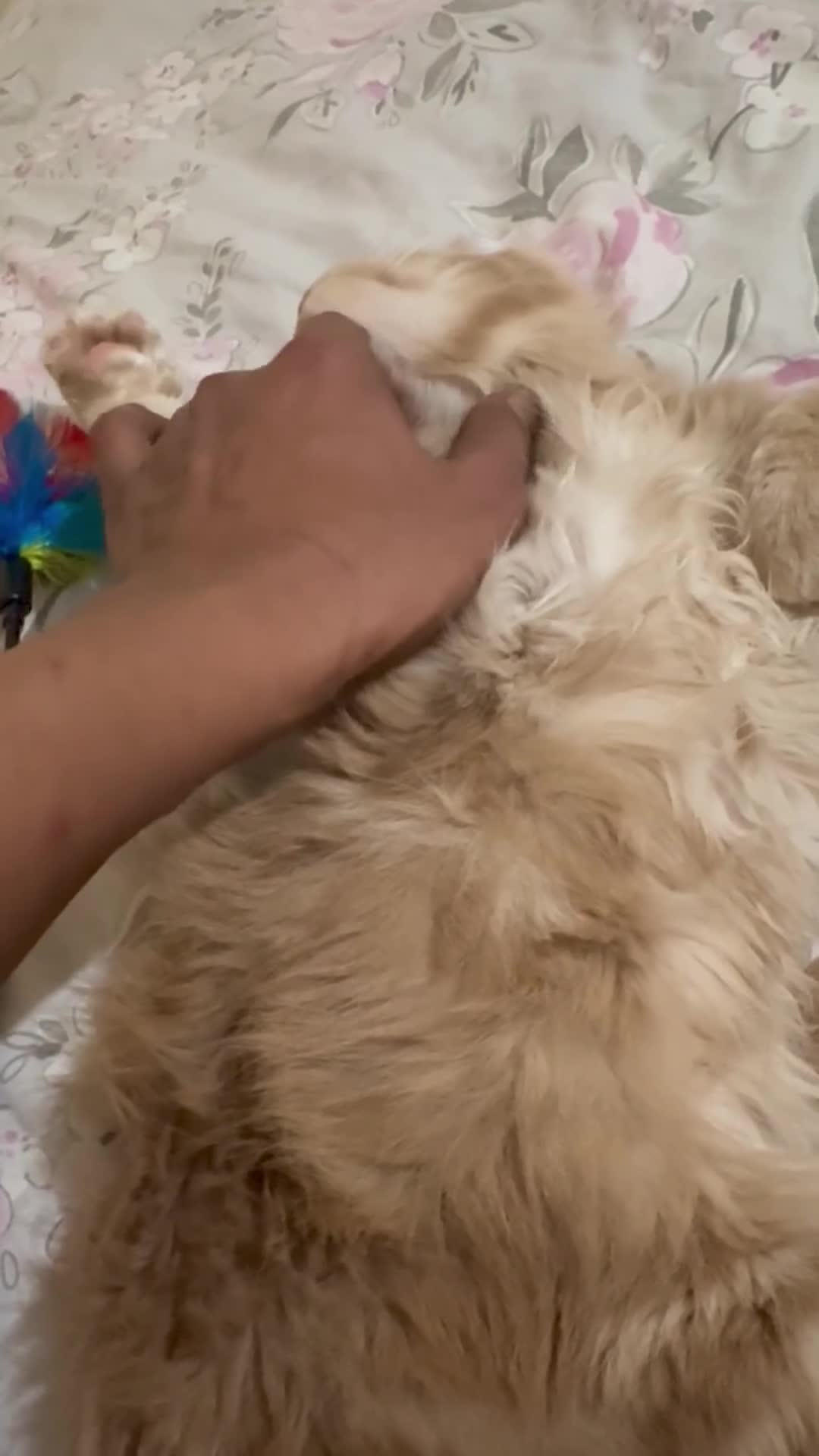 Maine Coon cats for sale: Last Ginger Boy Pure Mainecoon! - Video 3