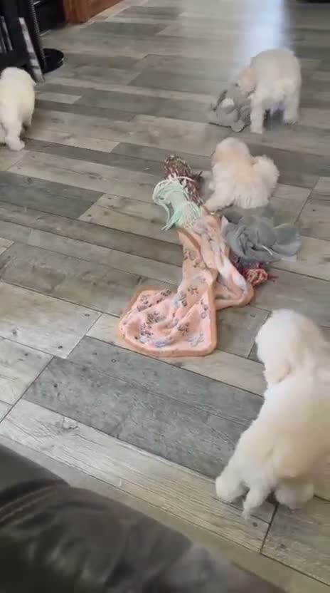 Maltipoo dogs for sale: F1B fully vaccinated maltipoo puppies - Video 1