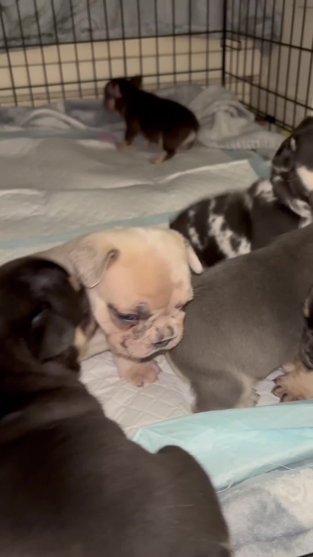 French Bulldog dogs for sale: Gorgeous French bulldogs  - Video 5