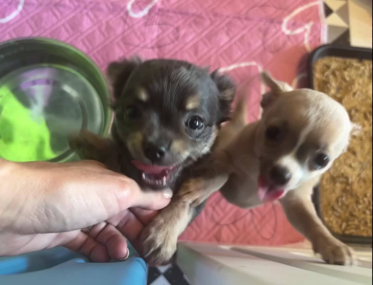 Chihuahua dogs for sale: Beautiful full pedigree chihuahua puppies in Spalding - Video 1