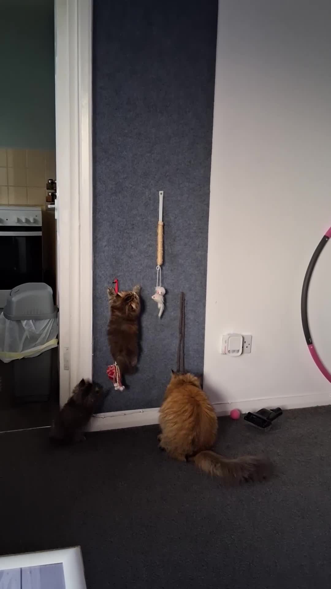 Persian cats for sale: Adorable pure Persian  - Video 5