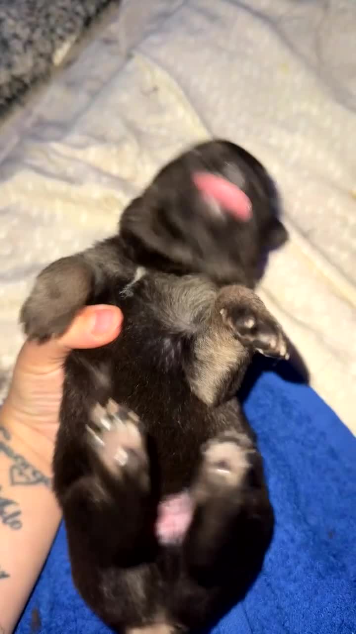 German Shepherd dogs for sale: German shepherd puppies  - Video 3
