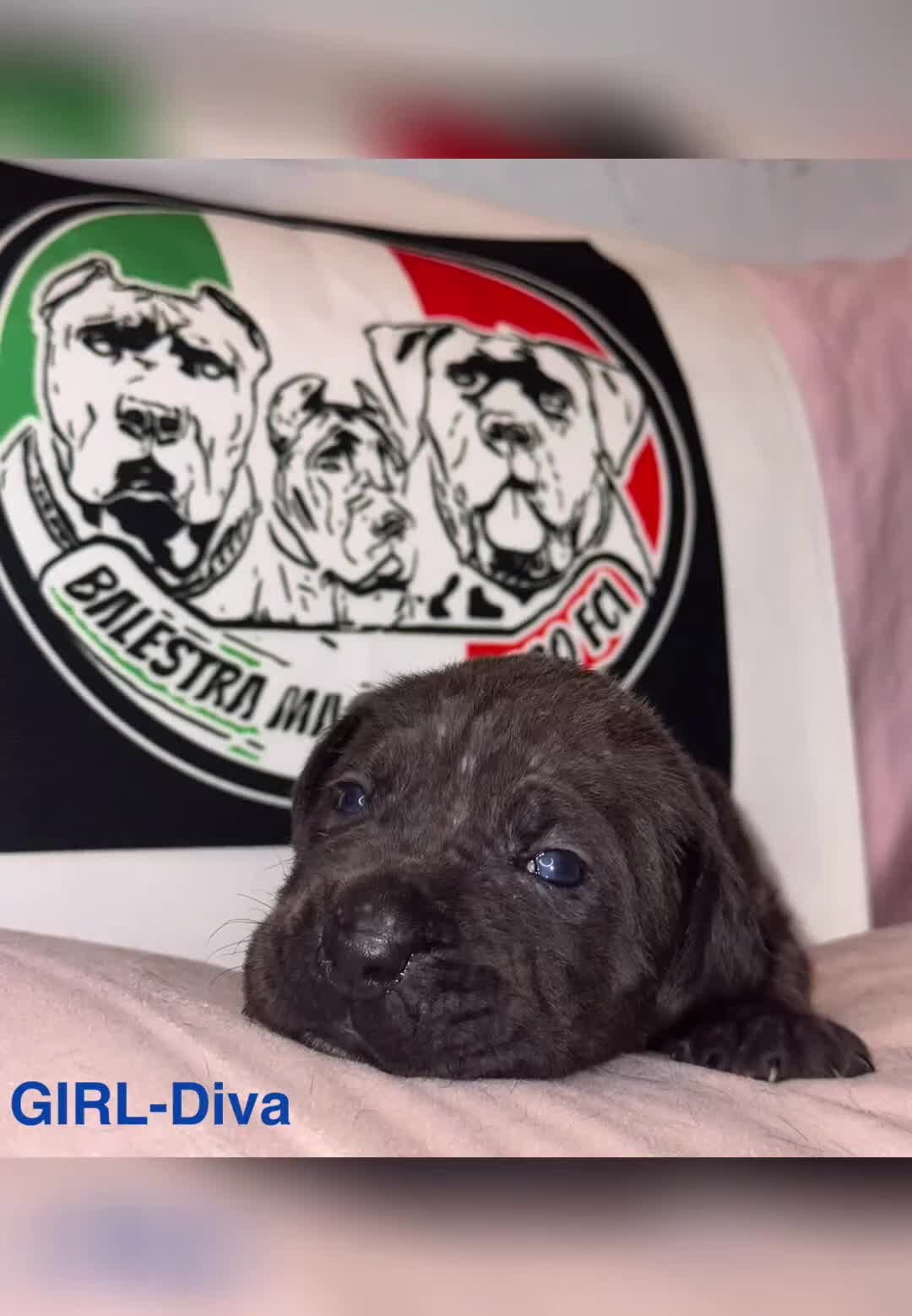 Cane Corso dogs for sale: Cane corso IKC/FCI  - Video 1