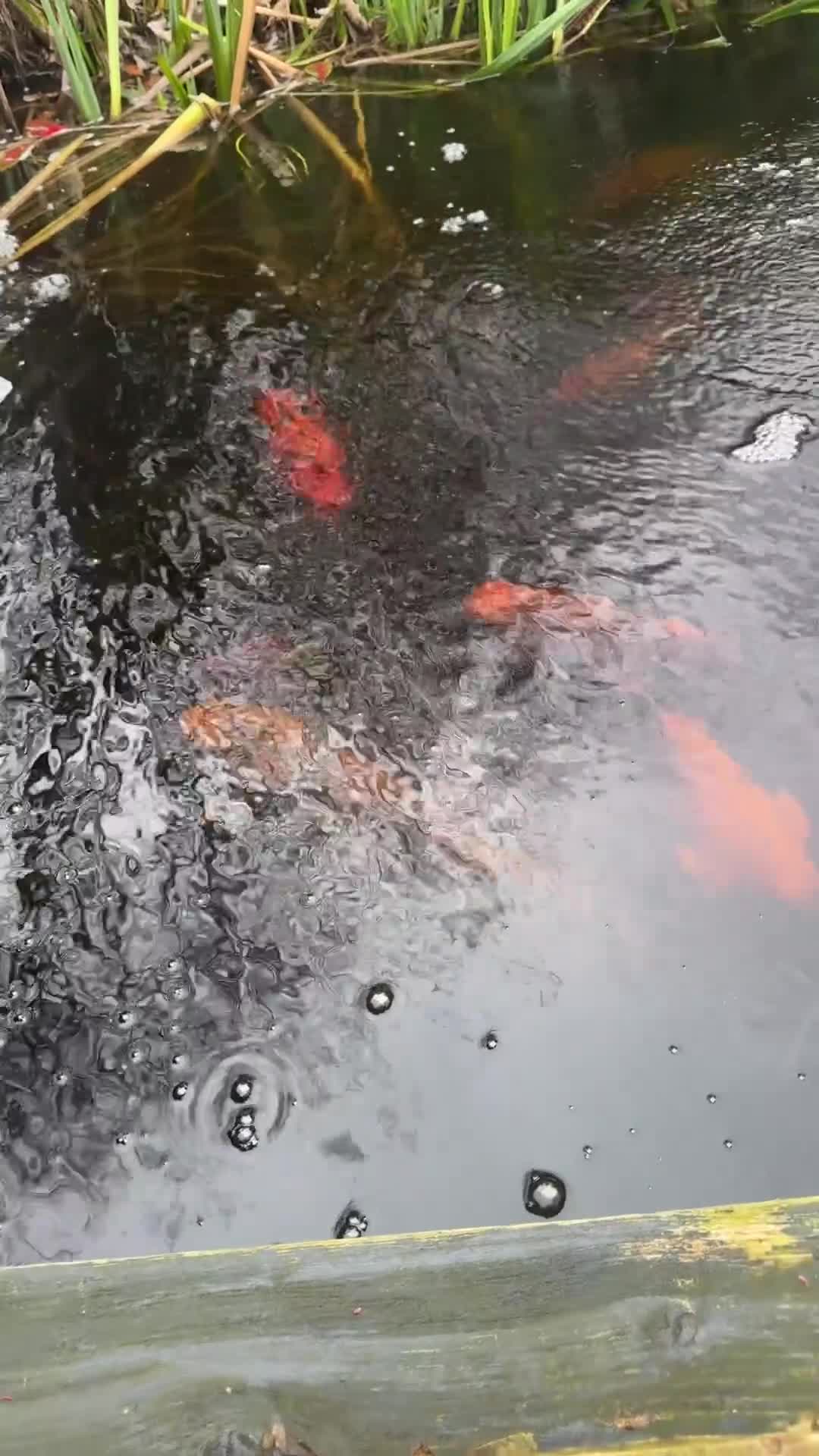 Goldfish fish for sale: Koi & Goldfish with Full Pond Setup - Video 2