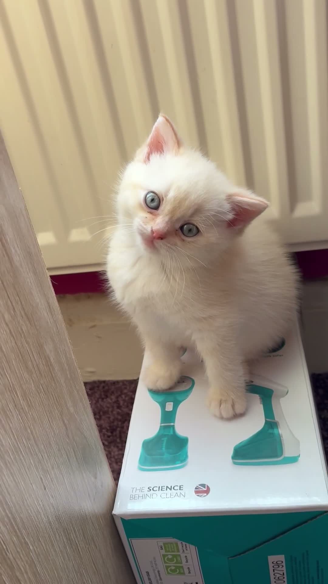 Mixed Breed cats for sale: Beautiful girls - Video 1