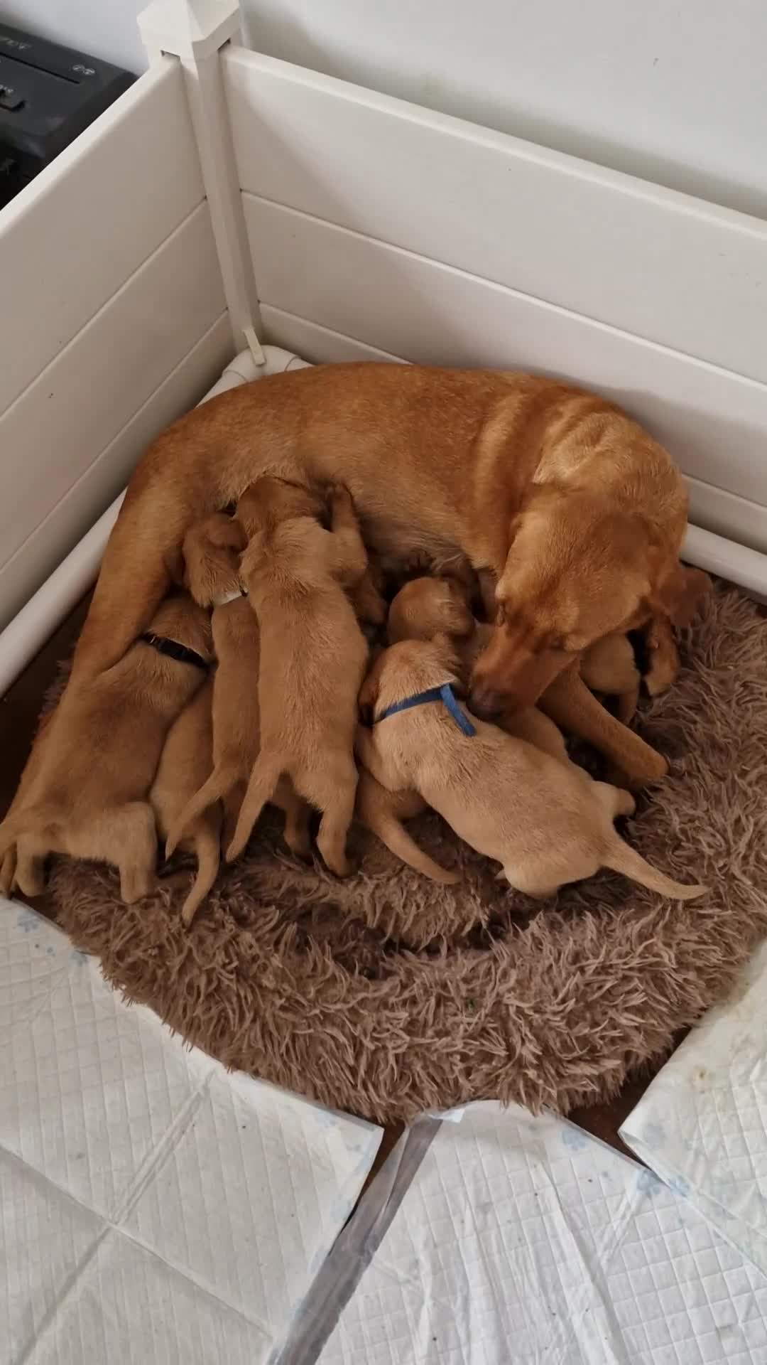 Labrador Retriever dogs for sale: Adorable 8 Puppies FOX RED Labrador, KC registered - Video 1