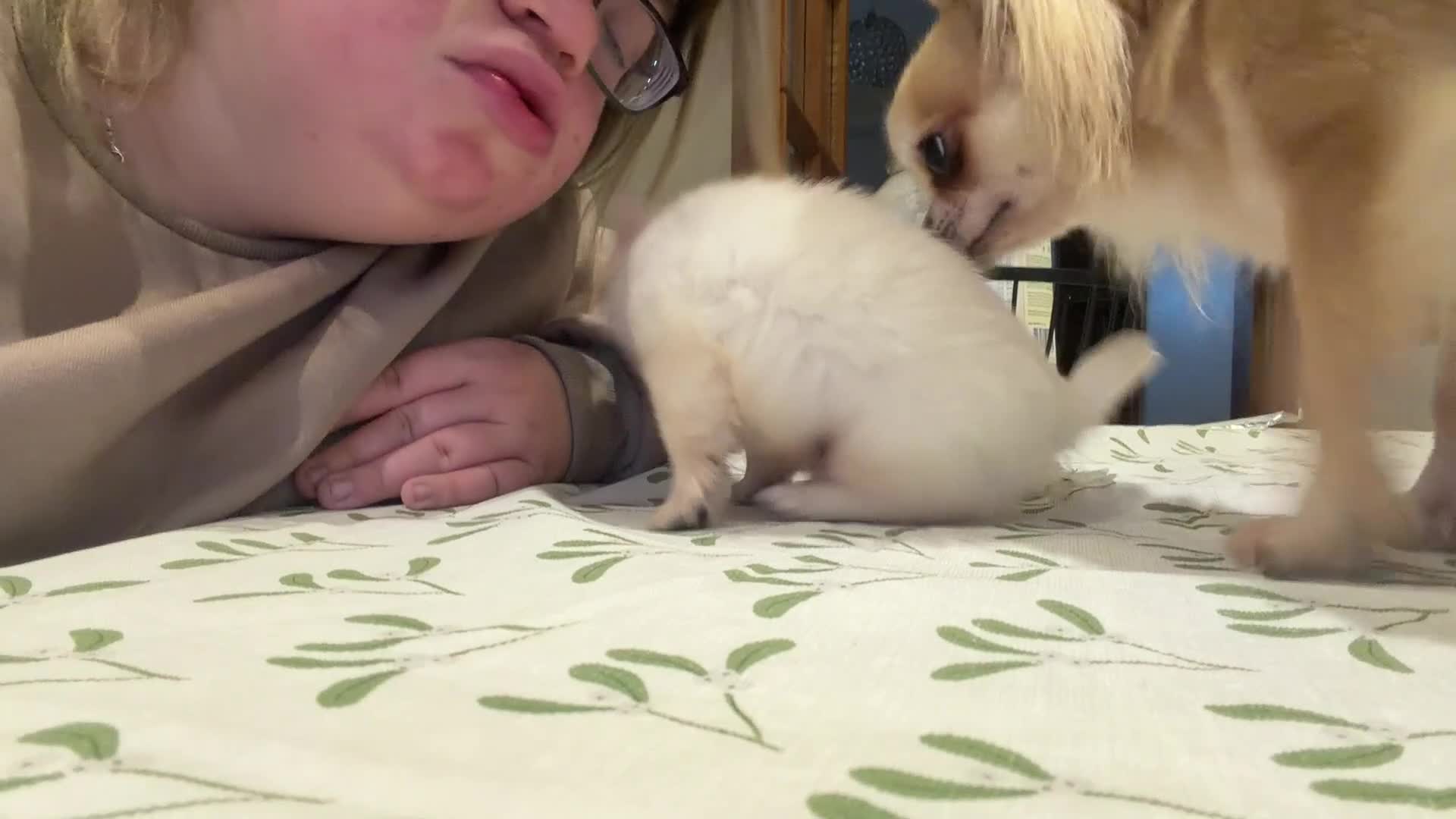 Chihuahua dogs for sale: 💙Beautiful long coat boy 💙  - Video 2