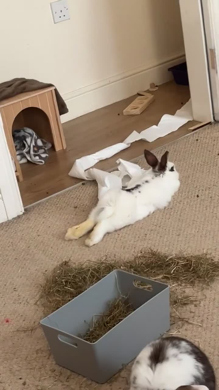 Mixed Breed rabbits for sale: Daphne and Velma need a loving home  - Video 4