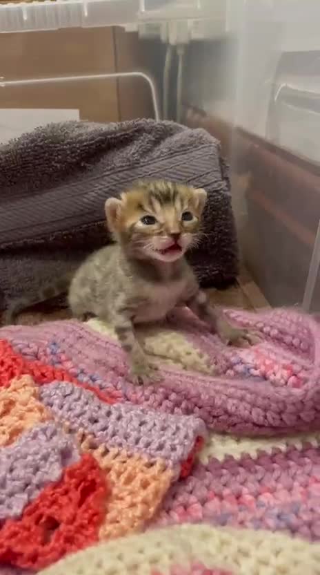 Bengal cats for sale: TICA registered Bengal girls. - Video 3