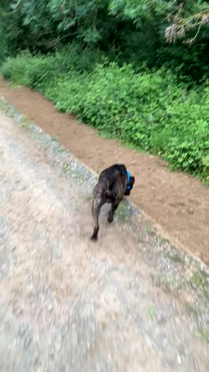 Presa Canario dogs for sale: 20 month old Male Presa canario in Market Harborough - Video 1