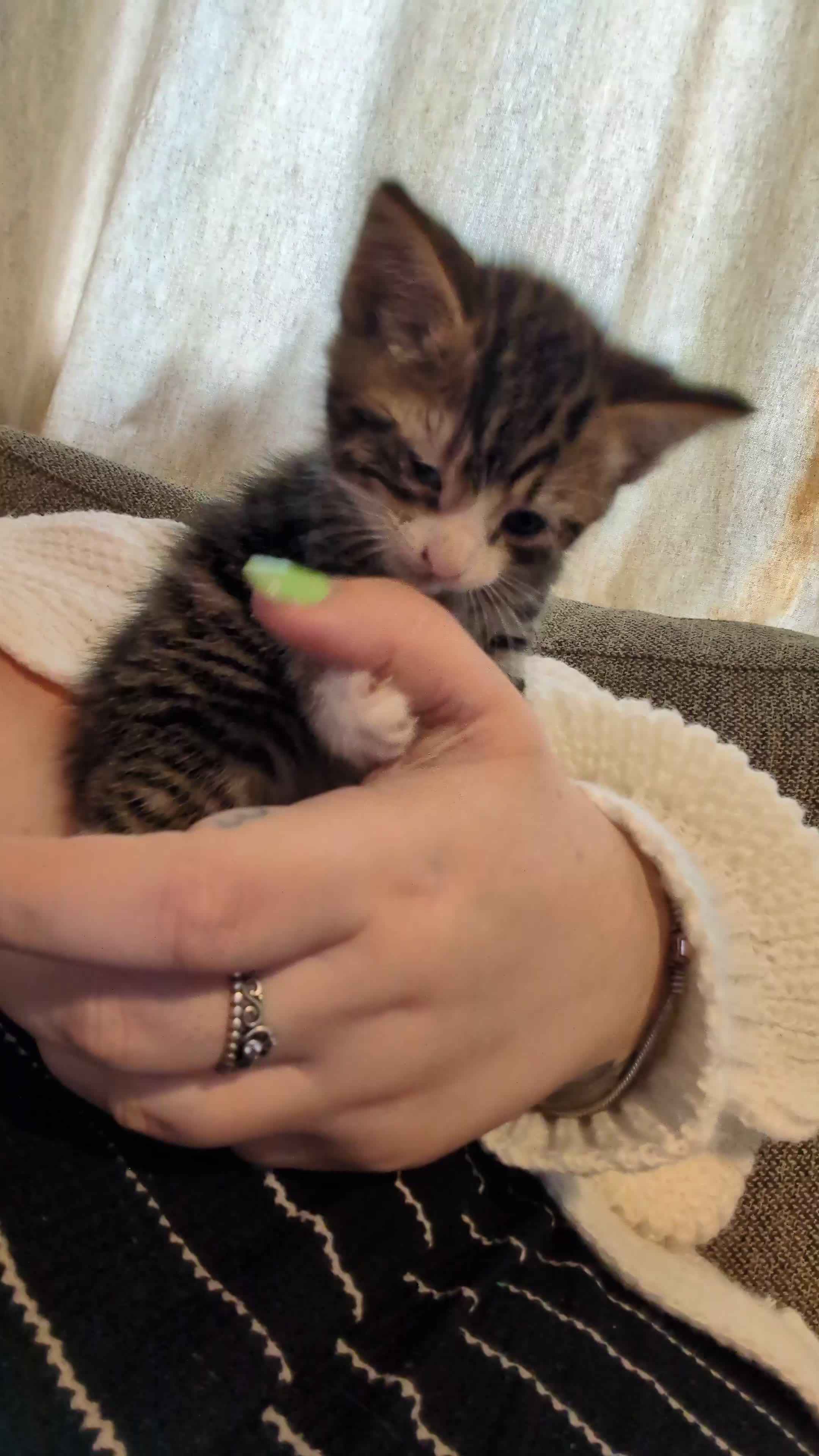 Mixed Breed cats for sale: Four stunning kittens - Video 1