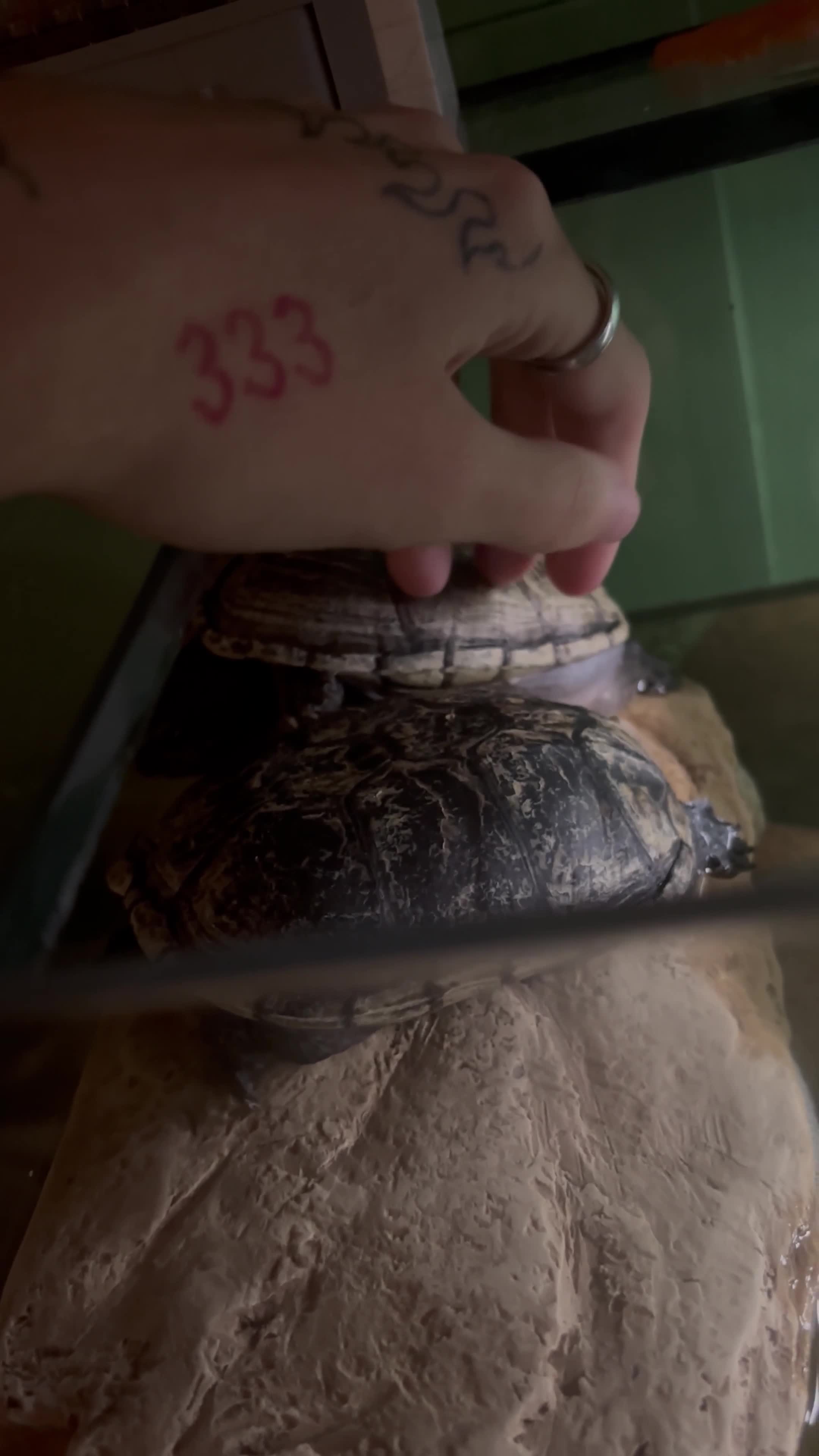 Terrapin reptiles for sale: 3 beautiful terrapins - Video 1