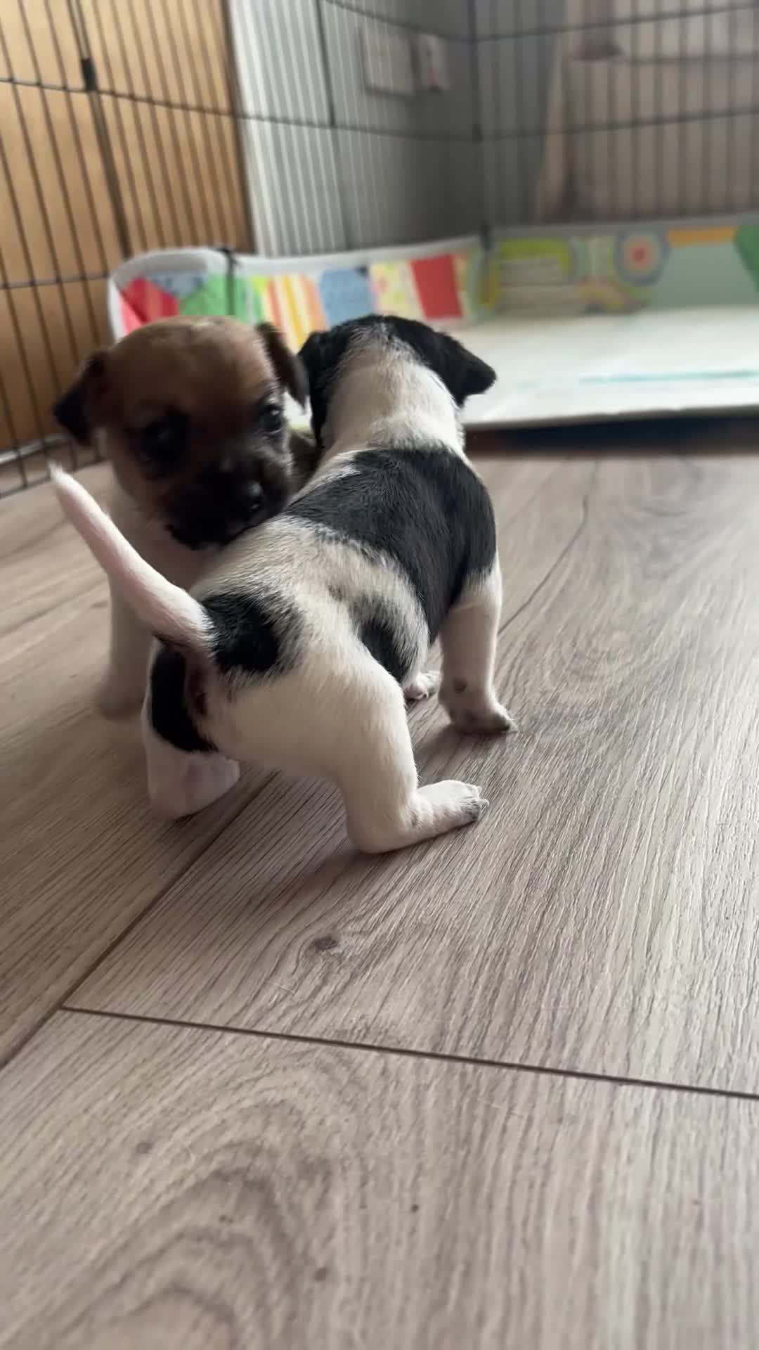 Jack Russell dogs for sale: Jack Russell Pups  - Video 1