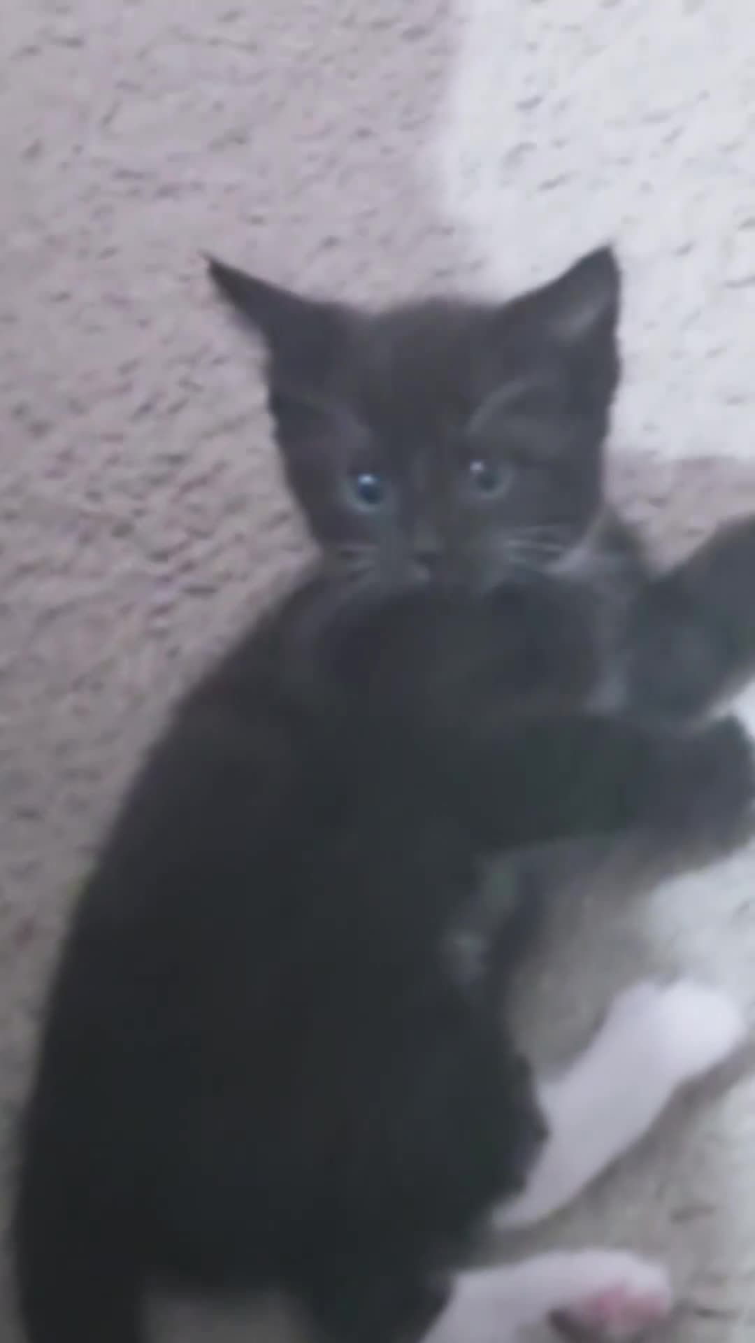 Mixed Breed cats for sale: Ragdoll Cross kittens - Video 2